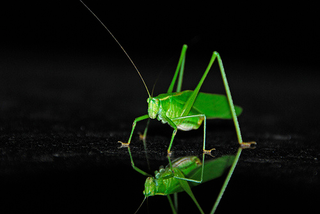 Illustration for article titled Shooting Challenge: Bugs Gallery (Part 3)